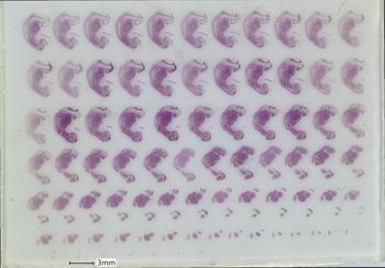 Media type: image;   Special Collections 1909 Description: slide A;